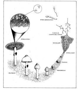 Basidiomycetes Life Cycle