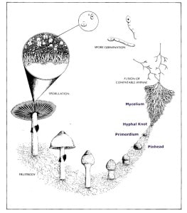 Mushroom Life Cycle