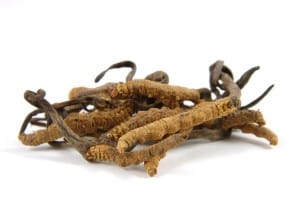 Cordyceps Sinensis Fruiting Body