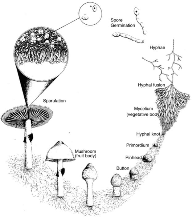 Fungal Life Cycle - Nammex