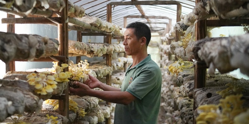 A person in a green shirt inspects yellow mushrooms growing on shelves in a greenhouse during their visit to China.