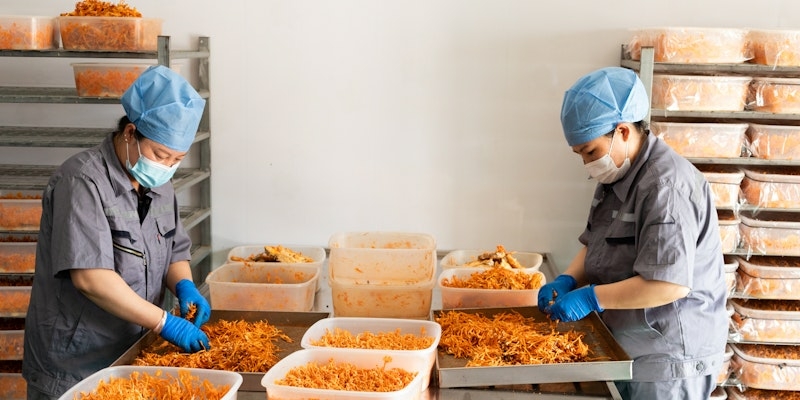 Two workers in protective clothing and masks sort shredded food into large bins on a stainless steel table in a processing facility during the latest visit. Bins and racks filled with similar food items are in the background, reminiscent of scenes anticipated for China 2024.