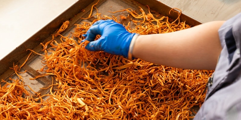 A worker wearing blue gloves is sorting and arranging dried cordyceps on a tray in a food processing area, preparing for the anticipated demand from visitors planning their visit to China in 2024.