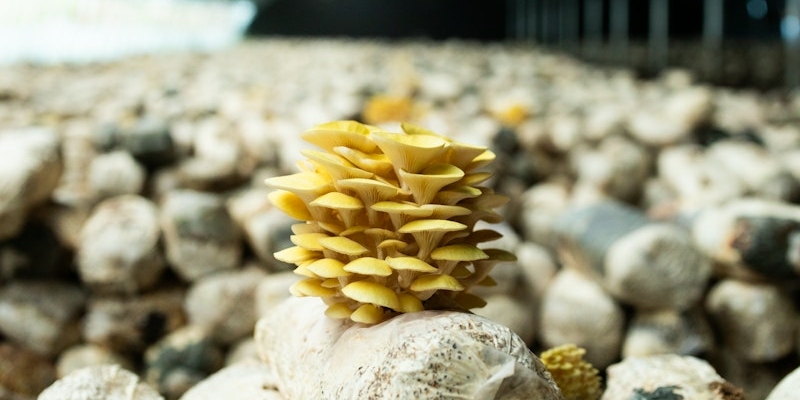 A cluster of yellow mushrooms grows in the middle of a large indoor cultivation area filled with white substrate bags. The background is dimly lit with numerous similar bags, reminiscent of what one might see on a visit to China in 2024.