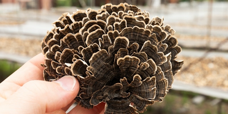 A hand holding a dark brown, fan-shaped mushroom highlights the nammex organic turkey tail mushroom cultivation in an outdoor agricultural setting.