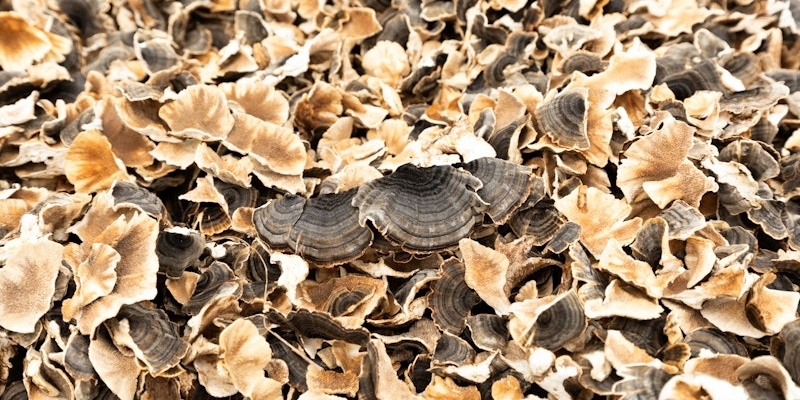 A large pile of dried, curled, and layered Nammex organic turkey tail mushrooms with various shades of beige and dark brown.