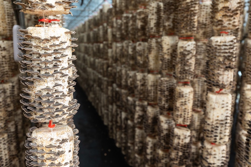 Rows of mushroom logs hanging vertically in an organic cultivation facility, with nammex turkey tail mushrooms thriving on the logs.