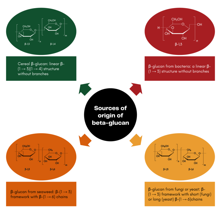 Diagram illustrating four sources of beta-glucan: cereal, bacteria, seaweed, and mushrooms. Each source showcases distinct structural details surrounding a central title "Sources of Origin of Beta-Glucan," highlighting their role in digesting nutrients.